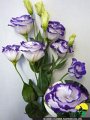 Eustoma Umihonoka